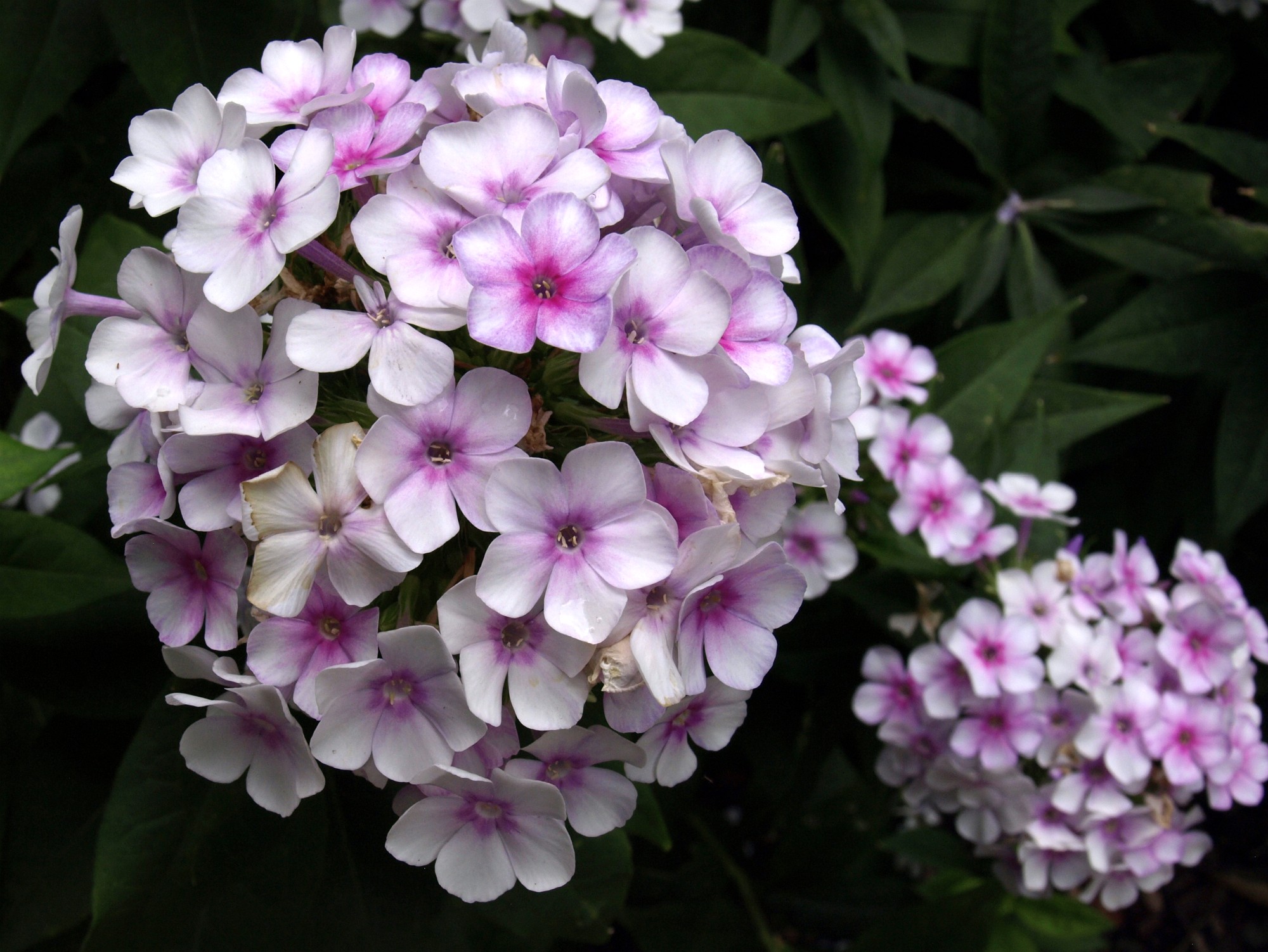 Light Pink Blooms Light Pink Blooms