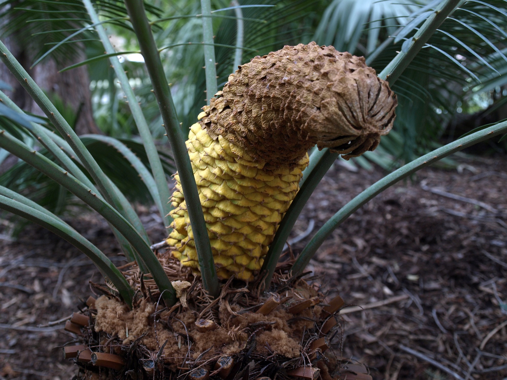 Up Close on the Dukon Cycad Up Close on the Dukon Cycad