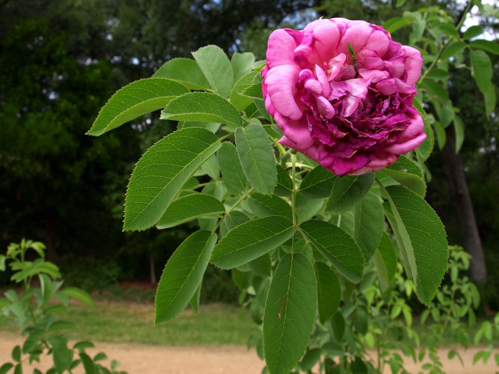 La Reine Rose La Reine Rose